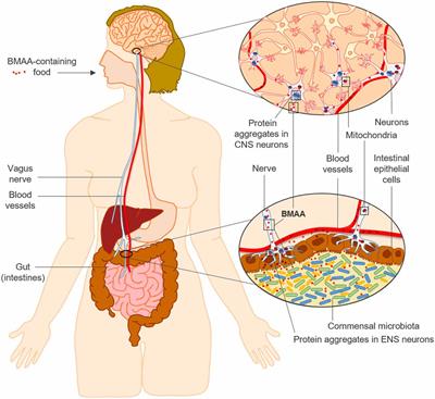 Microbial BMAA and the Pathway for Parkinson’s Disease Neurodegeneration